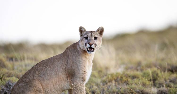 Puma dans un paysage naturel.