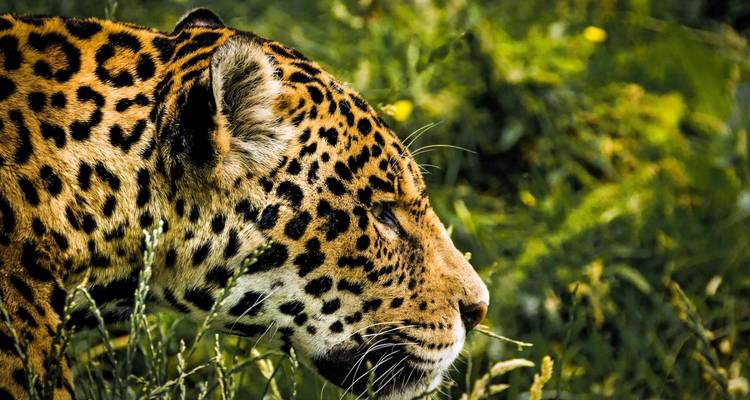 Gros plan d'un jaguar marchant dans l'herbe.