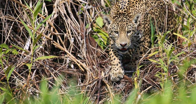Jaguar en chasse dans la nature.
