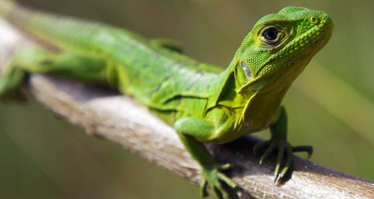 Ein hellgrüner Leguan, der auf einem Ast ruht.