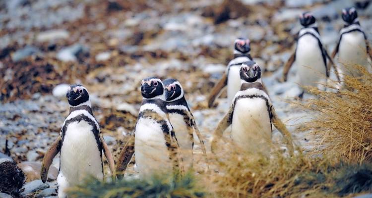 Groupe de pingouins marchant sur un rivage rocheux