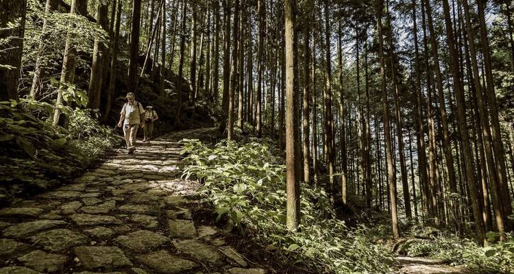 Wanderer auf einem Pfad unter einem Blätterdach hoher Bäume.