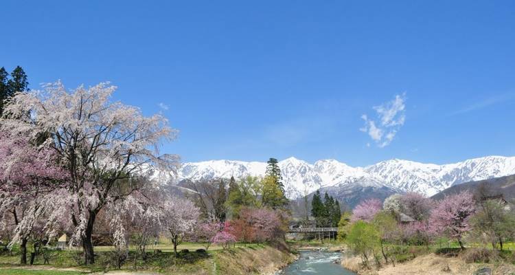Kirschblüten mit einem Fluss und Bergen im Hintergrund.