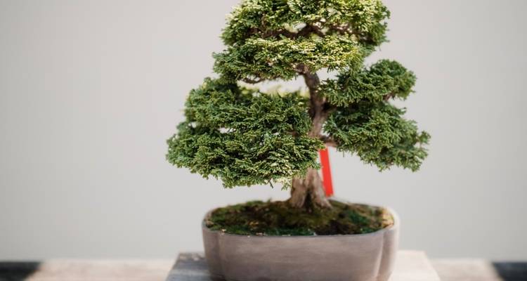 Primer plano de un árbol bonsái en una maceta