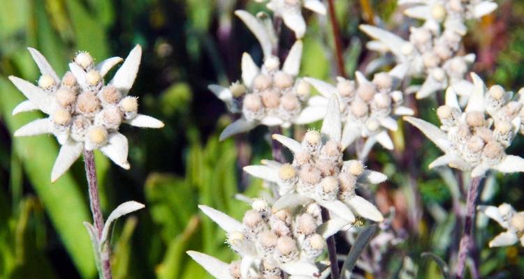 Close-up of white flowers with star-like petals in a garden.