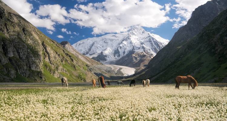 Horses grazing in a flowery meadow with snow-capped mountains in the background.