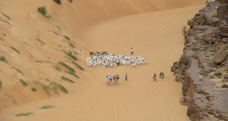 Herd of goats with people on camels in a desert landscape.