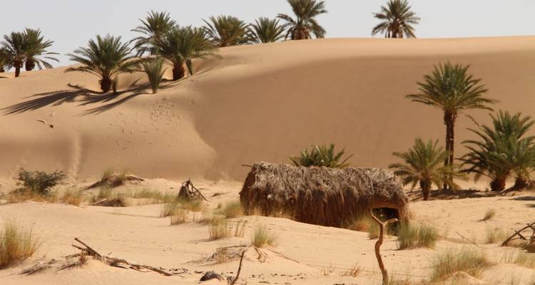 Desert landscape with palm trees and thatched huts.