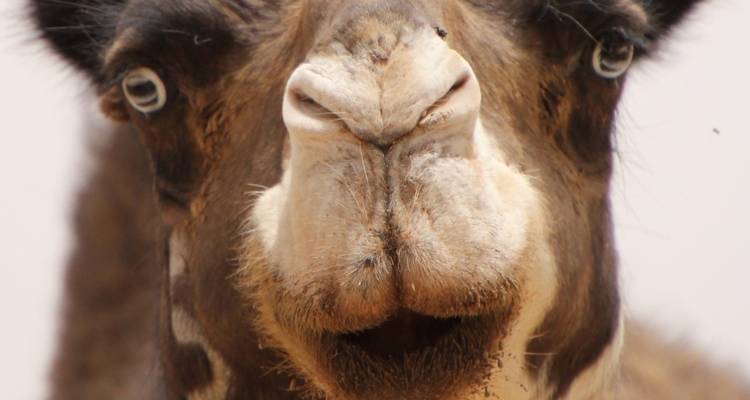 Close-up of a camel's face in the desert.