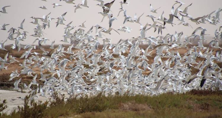 Flock of birds taking flight in a natural setting.