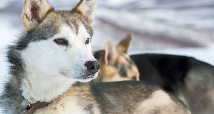Portrait rapproché d'un chien husky alerte avec un paysage enneigé doucement flouté en arrière-plan