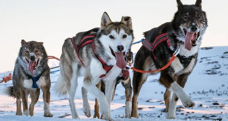 Équipe de huskies au pelage givré courant avec enthousiasme dans la neige, langues pendantes et attelés ensemble