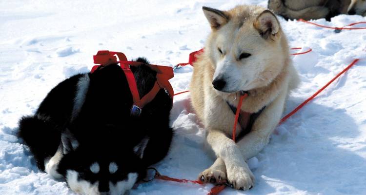 Deux chiens de traîneau se reposant sur un sol enneigé attachés par des laisses rouges
