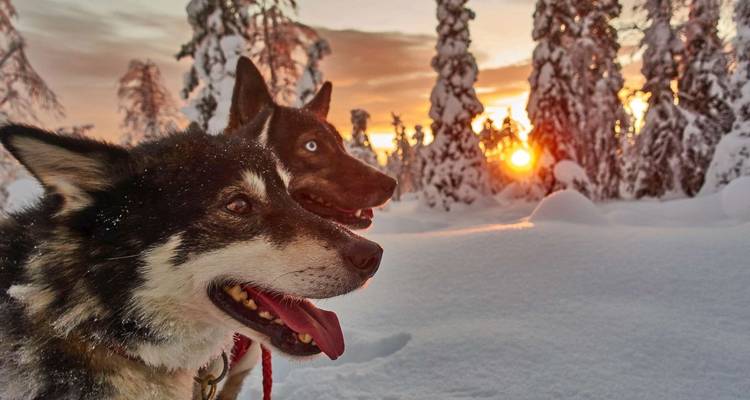 Deux huskies avec un arrière-plan de forêt enneigée au coucher du soleil, lumière orange chaude se reflétant sur la neige