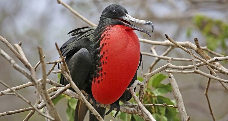 Un ave fragata mostrando su saco gular rojo en un árbol.