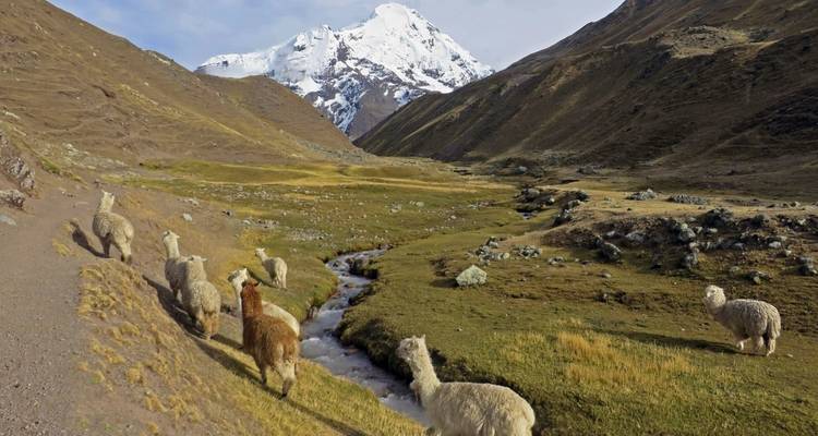 Llamas grazing in a valley with snow-capped mountains in the background.