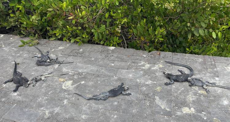 Des sculptures d'iguanes marins en bronze sur une surface de pierre avec des buissons de palétuvier en arrière-plan.