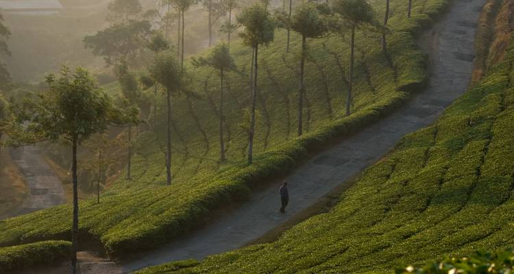 Eine einsame Person, die bei Sonnenuntergang durch eine Teeplantage geht.