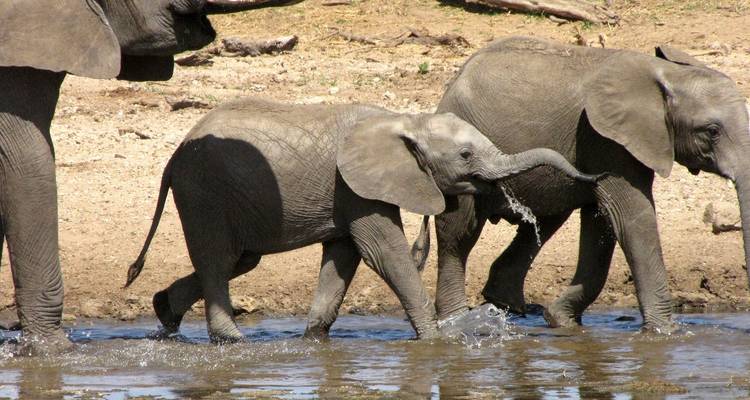 Elefanten, die durch Wasser in einem natürlichen Lebensraum gehen.