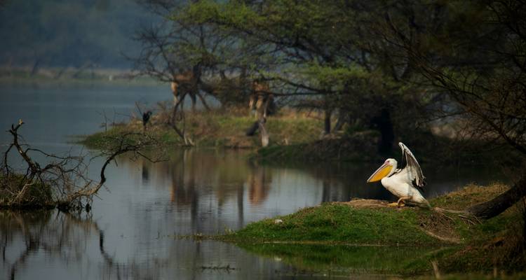 Great white pelican spreads its wings beside a calm wetland lake with distant deer