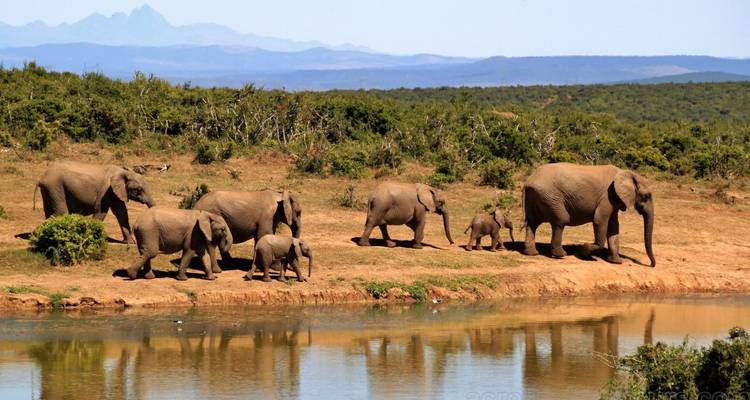 Herd of elephants walking near a waterhole.