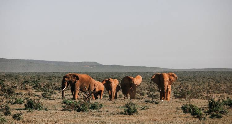 Elephants walking in an open savannah.