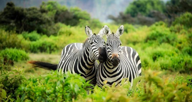Two zebras standing closely amid greenery.