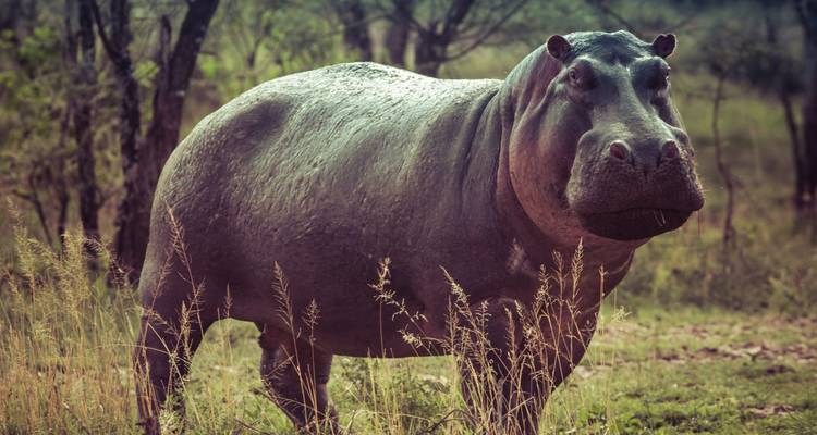 Hippo standing in tall grass with a forest backdrop.