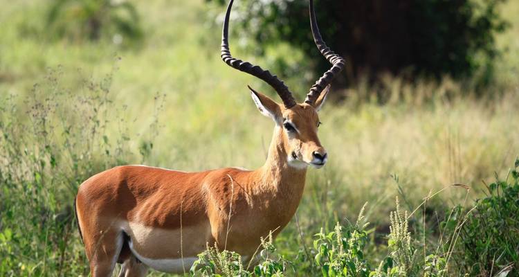 Antelope standing in a grassy field.