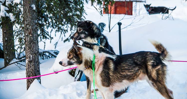 Paysage enneigé avec deux chiens au premier plan.