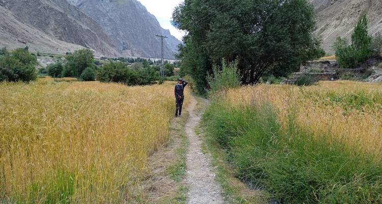 Hiker walking along a narrow dirt path through golden grain fields in a mountain valley