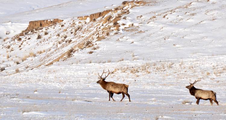 Zwei Hirsche gehen über ein verschneites Feld mit einem Hügel im Hintergrund.