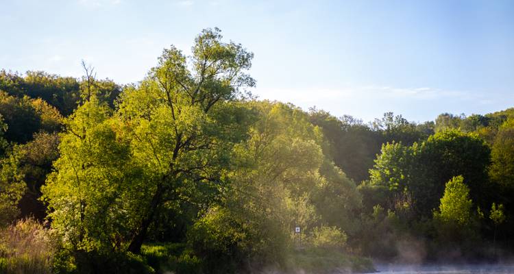 Misty morning by a river with lush green trees.