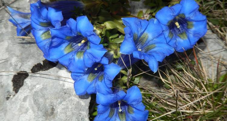 Primer plano de flores azul vívido sobre una superficie rocosa.