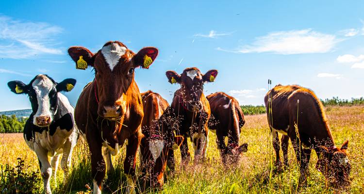 Des vaches paissant dans un champ sous un ciel bleu clair