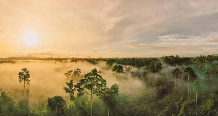 Nebel schwebt bei Sonnenaufgang über dem Blätterdach des tropischen Regenwaldes im goldenen Licht