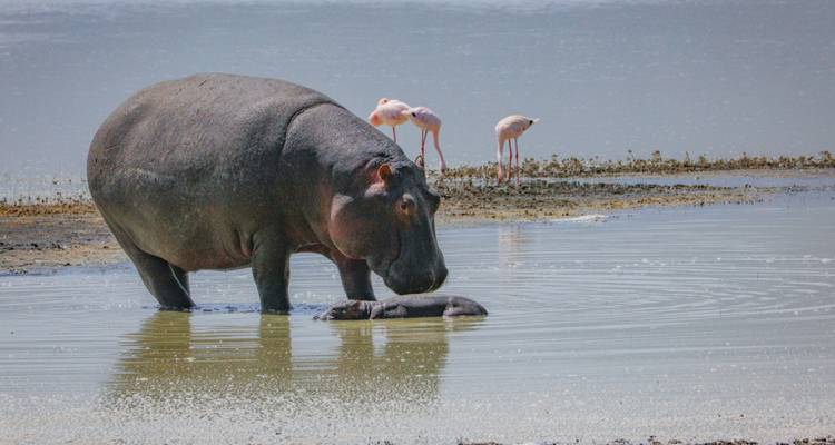 Hippo and flamingos near a water body.