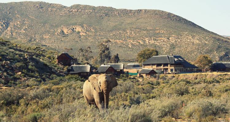Éléphant marchant devant des lodges rustiques dans une vallée.