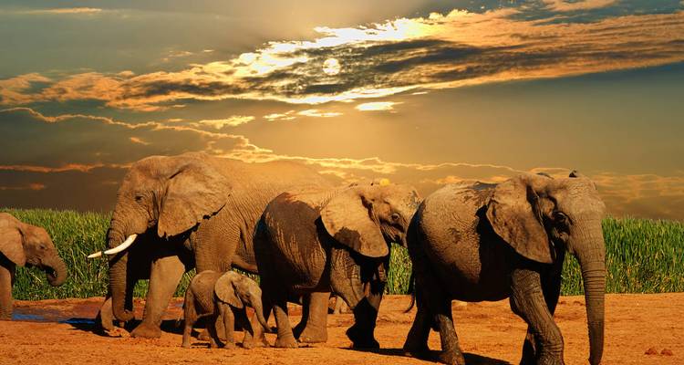 Troupeau d'éléphants traversant une rivière au coucher du soleil.