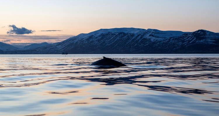 Silueta de una ballena asomándose en las tranquilas aguas del fiordo al atardecer con montañas nevadas de fondo.