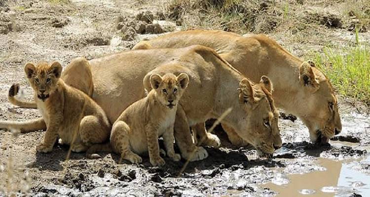 Löwin und Junge beim Wassertrinken.