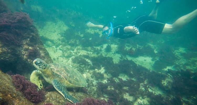 Un esnorkelista nada cerca de una tortuga verde sobre un fondo marino rocoso cubierto de algas moradas.