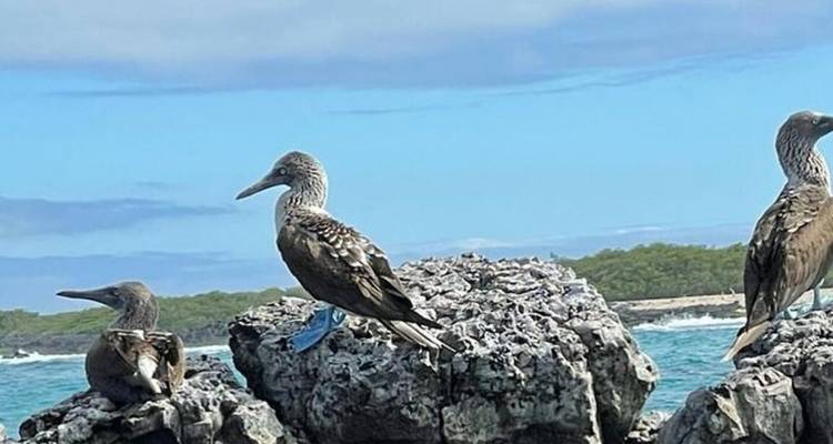 Piqueros de patas azules posados en rocas de lava irregular junto a un mar turquesa