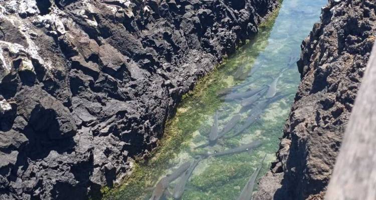 Canal de marea claro entre paredes de lava negra con tiburones de arrecife nadando abajo