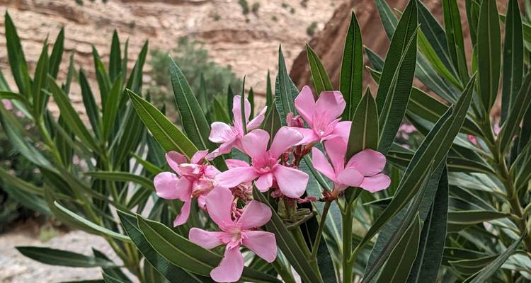 Pink flowers with an arid backdrop.