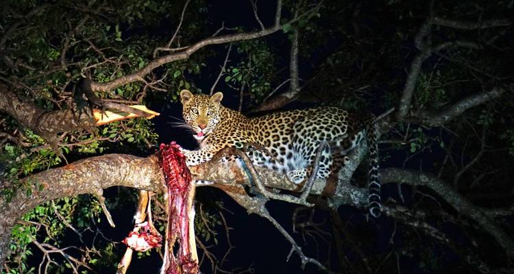 Leopard in a tree at night with prey.