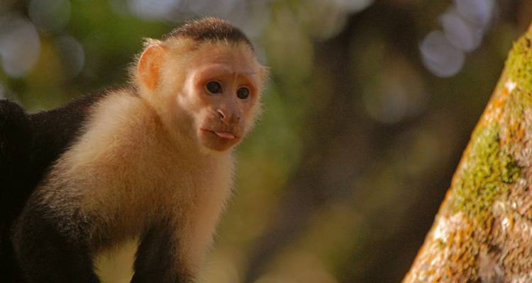 Een nieuwsgierig witgezicht kapoeknaap kijkt voorzichtig om het hoekje van een takje in Costa Rica's weelderige bos.
