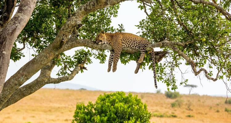 Luipaard liggend op een boomtak in de savanne.