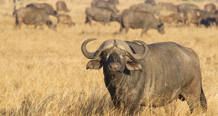 Cape buffalo standing in tall grass.