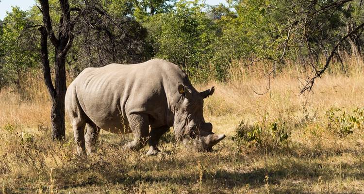 A rhinoceros grazing in a grassy area.